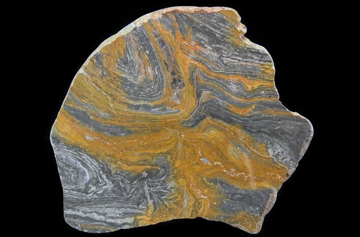 Polished, Mesoproterozoic Stromatolite (Conophyton) - Australia #65047